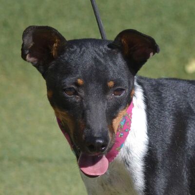 LISSY - Linares, Mischling - kastriert - Hündin