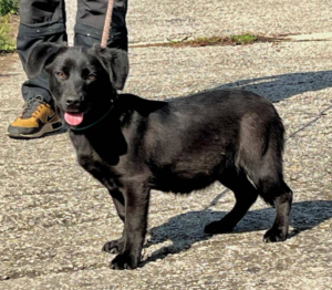 LITTLE EBONY - kleine Knuddelmaus sucht SIE, LITTLE EBONY - kleine Knuddelmaus sucht SIE Welpen - Hündin