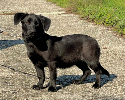 LITTLE EBONY - kleine Knuddelmaus sucht SIE, LITTLE EBONY - kleine Knuddelmaus sucht SIE Welpen - Hündin