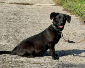 LITTLE EBONY - kleine Knuddelmaus sucht SIE, LITTLE EBONY - kleine Knuddelmaus sucht SIE Welpen - Hündin