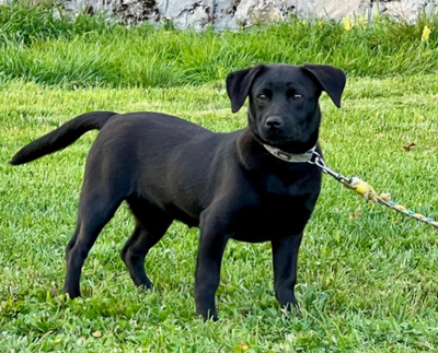 LITTLE VELVET - schwarzes Fellknäuel sucht IHR ZUHAUSE, LITTLE VELVET - schwarzes Fellknäuel sucht IHR ZUHAUSE Welpen - Hündin