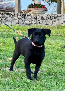 LITTLE VELVET - schwarzes Fellknäuel sucht IHR ZUHAUSE, LITTLE VELVET - schwarzes Fellknäuel sucht IHR ZUHAUSE Welpen - Hündin