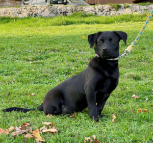 LITTLE VELVET - schwarzes Fellknäuel sucht IHR ZUHAUSE, LITTLE VELVET - schwarzes Fellknäuel sucht IHR ZUHAUSE Welpen - Hündin