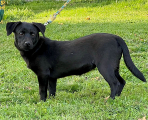 LITTLE VELVET - schwarzes Fellknäuel sucht IHR ZUHAUSE, LITTLE VELVET - schwarzes Fellknäuel sucht IHR ZUHAUSE Welpen - Hündin