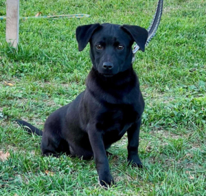 LITTLE VELVET - schwarzes Fellknäuel sucht IHR ZUHAUSE, LITTLE VELVET - schwarzes Fellknäuel sucht IHR ZUHAUSE Welpen - Hündin