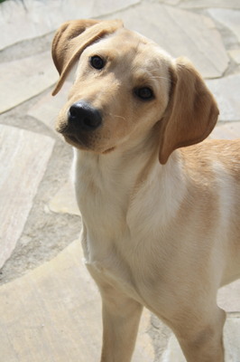 LIYAN, Labradormix - Rüde