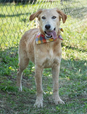 LIZ - verspielt, sehr bewegungsfreudig, liebt Spielsachen und Wasser, menschenbezogen, verschmust, Mischling (Video-Link vorhanden) - Hündin