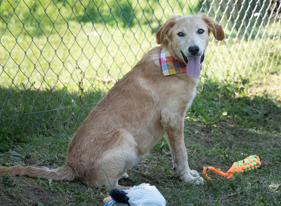 LIZ - verspielt, sehr bewegungsfreudig, liebt Spielsachen und Wasser, menschenbezogen, verschmust, Mischling (Video-Link vorhanden) - Hündin