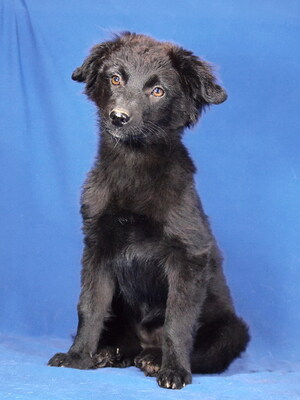 LIZI - R E S E R V I E R T !!!!! lieb und anschmiegsam, aufgeweckt, verschmust, lebhaft, neugierig, katzenverträglich, anfangs etwas ängstlich, Mischling Welpen - Hündin