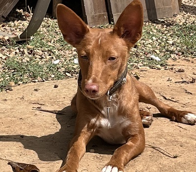 LIZZY CH40, Podenco Andaluz - Hündin