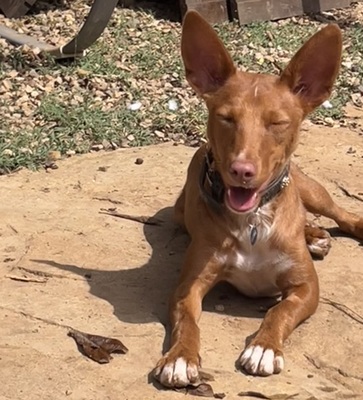 LIZZY CH40, Podenco Andaluz - Hündin