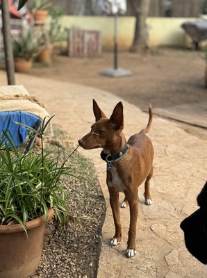 LIZZY CH40, Podenco Andaluz - Hündin