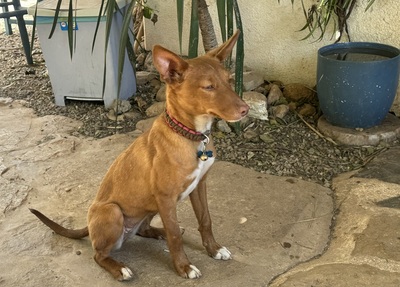 LIZZY CH40, Podenco Andaluz - Hündin