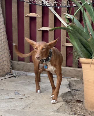 LIZZY CH40, Podenco Andaluz - Hündin