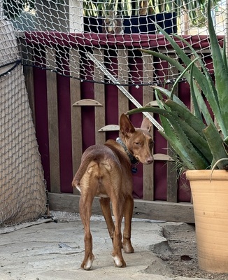 LIZZY CH40, Podenco Andaluz - Hündin