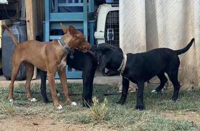 LIZZY CH40, Podenco Andaluz - Hündin