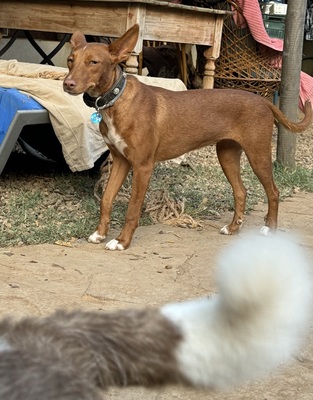 LIZZY CH40, Podenco Andaluz - Hündin