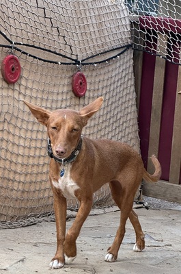 LIZZY CH40, Podenco Andaluz - Hündin