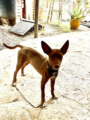 LIZZY CH40, Podenco Andaluz - Hündin