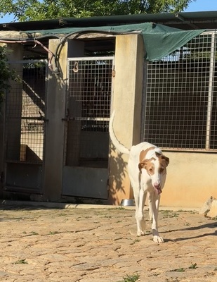 LLIMA, Podenco Ibicenco - Hündin