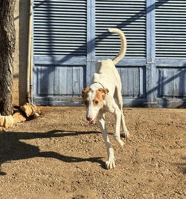 LLIMA, Podenco Ibicenco - Hündin