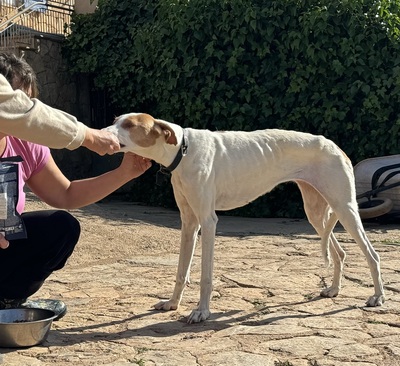 LLIMA, Podenco Ibicenco - Hündin