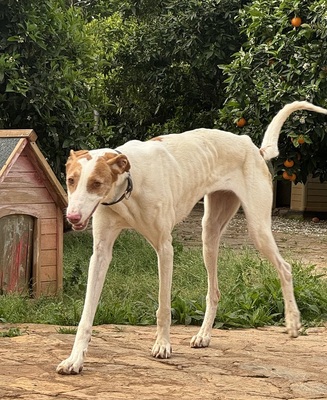 LLIMA, Podenco Ibicenco - Hündin