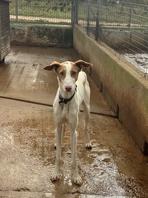 LLIMA, Podenco Ibicenco - Hündin