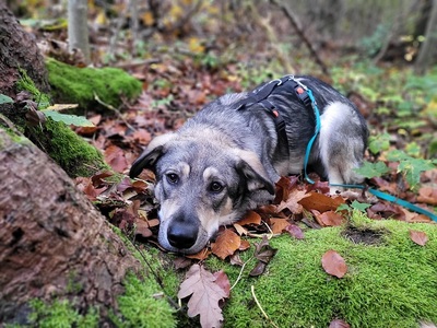 LOBITO, Mischling - Rüde