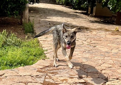 LOBITO, Mischling Welpen - Rüde