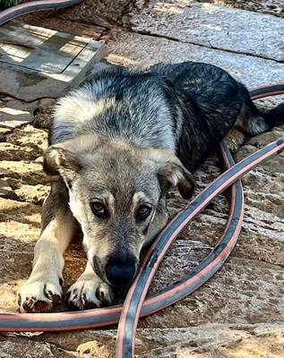 LOBITO, Mischling Welpen - Rüde