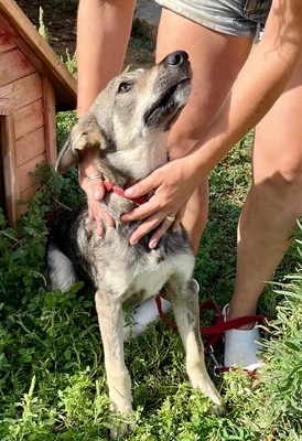 LOBITO, Mischling Welpen - Rüde