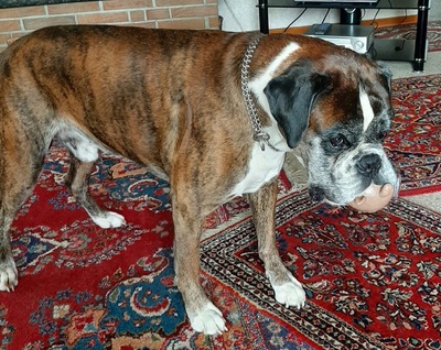 LOBO S276, Boxer - Rüde