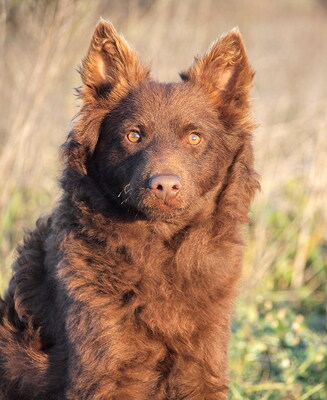 LOBO - sehr lieb, neugierig, äußerst gelehrig, bewegungsfreudig, verschmust, anfangs etwas ängstlich, Mudi - Rüde
