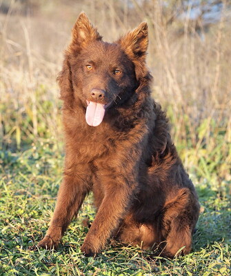 LOBO - sehr lieb, neugierig, äußerst gelehrig, bewegungsfreudig, verschmust, anfangs etwas ängstlich, Mudi - Rüde