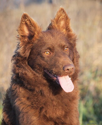 LOBO - sehr lieb, neugierig, äußerst gelehrig, bewegungsfreudig, verschmust, anfangs etwas ängstlich, Mudi - Rüde