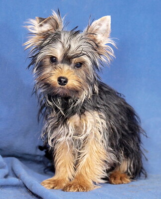 LOFTI - sehr lieb, verschmust, klug, lebhaft, neugierig, katzenverträglich, anfangs schüchtern, Yorkshire Terrier - Rüde