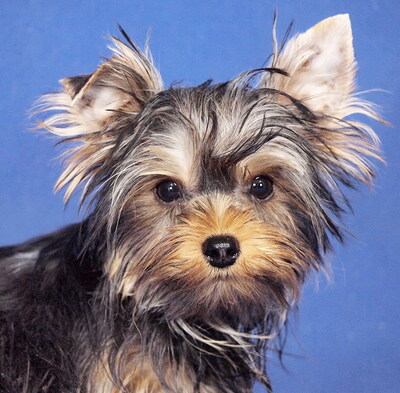 LOFTI - sehr lieb, verschmust, klug, lebhaft, neugierig, katzenverträglich, anfangs schüchtern, Yorkshire Terrier - Rüde