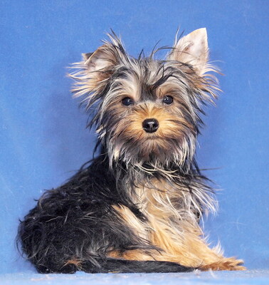 LOFTI - sehr lieb, verschmust, klug, lebhaft, neugierig, katzenverträglich, anfangs schüchtern, Yorkshire Terrier - Rüde