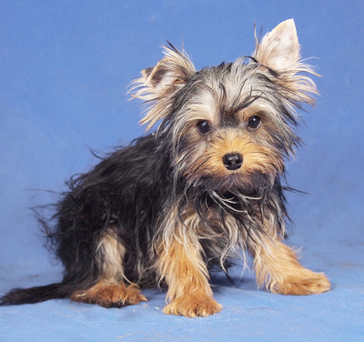 LOFTI - sehr lieb, verschmust, klug, lebhaft, neugierig, katzenverträglich, anfangs schüchtern, Yorkshire Terrier - Rüde