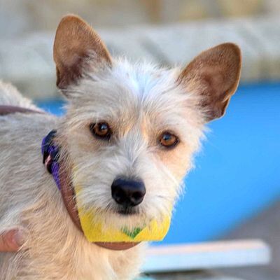 LOGAN - Linares, Yorkshire-Terrier-Mischling - kastriert - Rüde