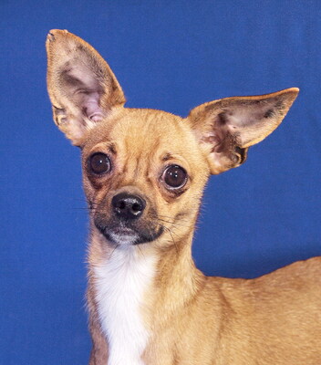 LOKI - freundlich, anhänglich, verschmust, lebhaft, intelligent, anfangs sehr ängstlich, könnte schnappen wenn er keinen anderen Ausweg sieht, Chihuahua - Rüde