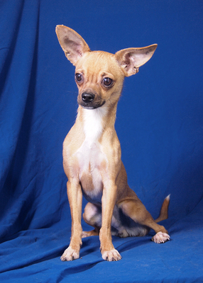 LOKI - freundlich, anhänglich, verschmust, lebhaft, intelligent, anfangs sehr ängstlich, könnte schnappen wenn er keinen anderen Ausweg sieht, Chihuahua - Rüde