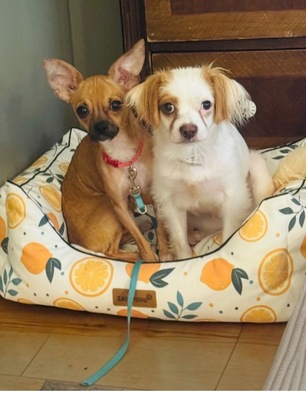 LOKI - freundlich, anhänglich, verschmust, lebhaft, intelligent, katzenverträglich, anfangs ängstlich, Chihuahua (Video-Link vorhanden) - OÖ - Rüde