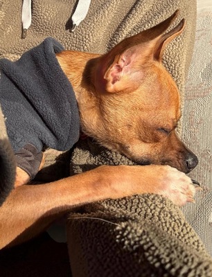 LOKI - freundlich, anhänglich, verschmust, lebhaft, intelligent, katzenverträglich, anfangs ängstlich, Chihuahua (Video-Link vorhanden) - OÖ - Rüde