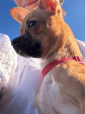 LOKI - freundlich, anhänglich, verschmust, lebhaft, intelligent, katzenverträglich, anfangs ängstlich, Chihuahua (Video-Link vorhanden) - OÖ - Rüde