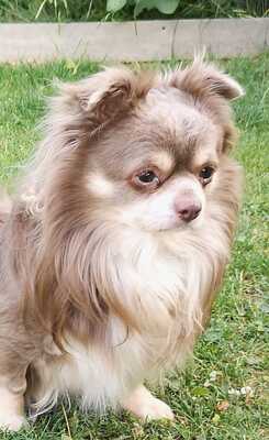 LOKY, Chi-Pekinesenmix - Rüde