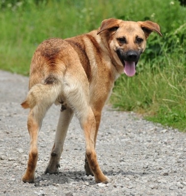 LOKY S229, Mischling - Rüde