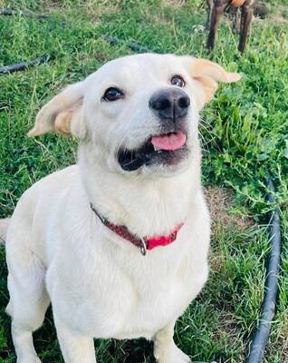 LOLA, Labradormix - Hündin