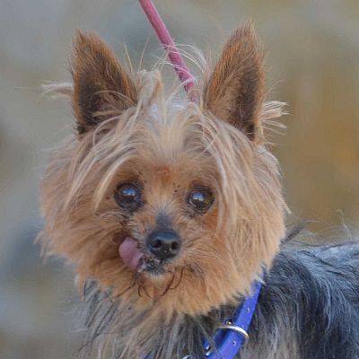 LOLA - Linares - NOTFALL!!!, Yorkshire-Terrier - unkastriert - Hündin
